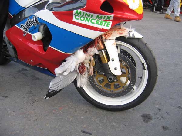 John Crellins machine after hitting a seagull